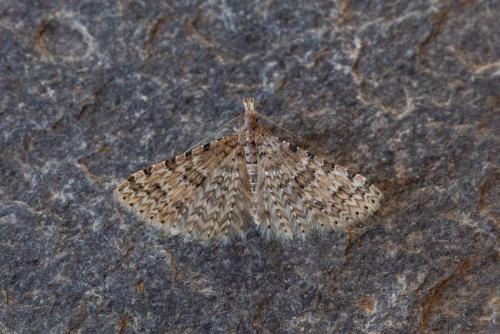 Alucita cymatodactyla